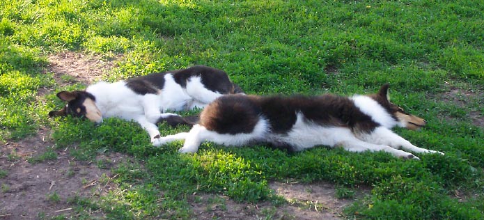 Collie puppies taking a nap! 5 months old.