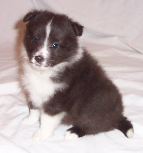 "Dilbert," photo courtesy Woodhue Shelties