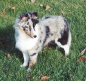 TJ at 5 months old, shortly after coming home with me