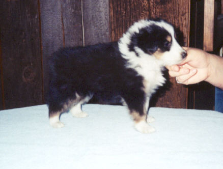 ZsaZsa at 6 weeks