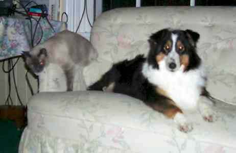 Who said cats & dogs can't get along?