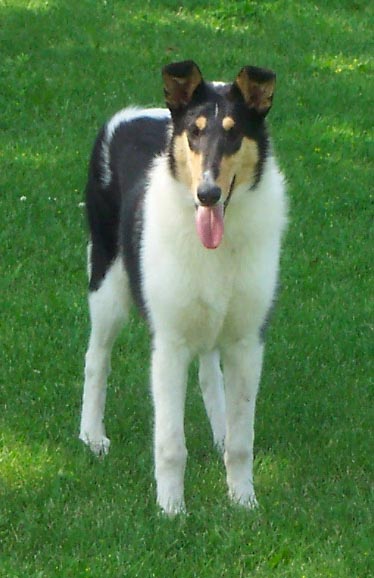 Click here for Dee's pedigree