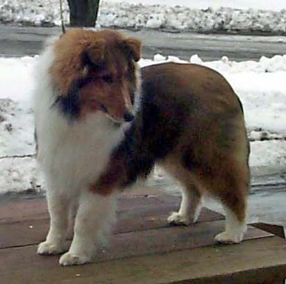 "But I wanna chase that kitty!"