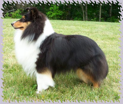 CH/U-GRCH Woodhue Charmed Elegance, "Piper"