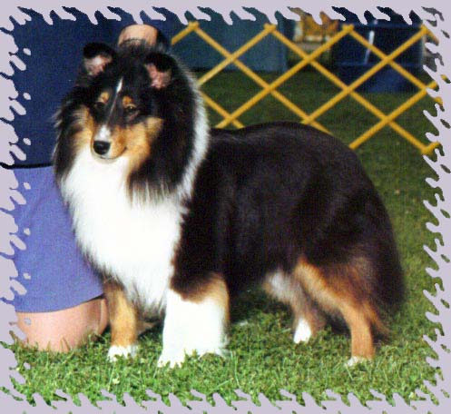 Piper winning Best of Breed in Burlington, WI