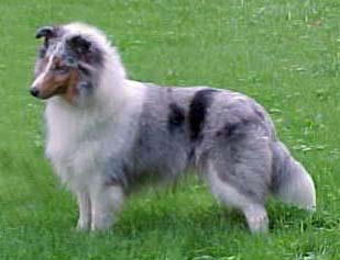 Click here to view pedigree