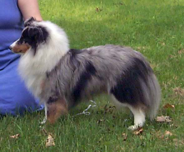 TJ at 1 year old, after last show as a puppy