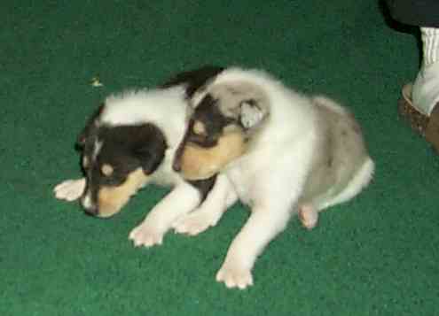 "Dee" & "Rain" (Smooth?)