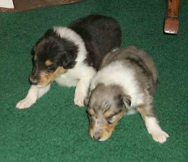 "Inky" & "Harley" (Rough?)