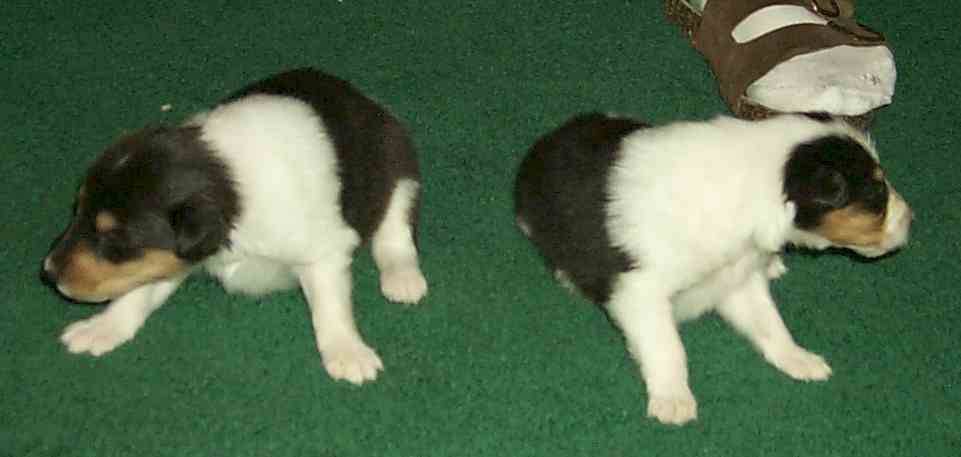 "Wedge" & "Semi" (Rough?)