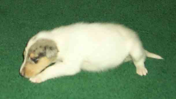 "Snowball" (Smooth?)