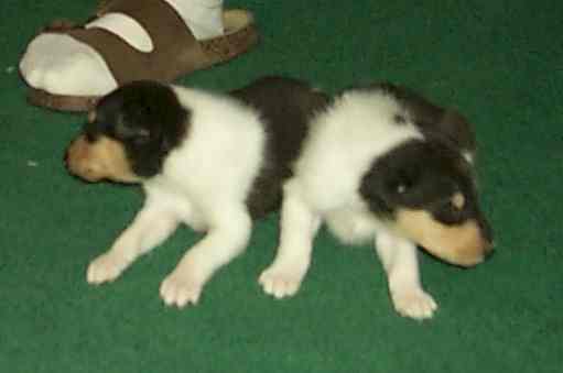 "Speck" & "Rocket" (Smooth?)