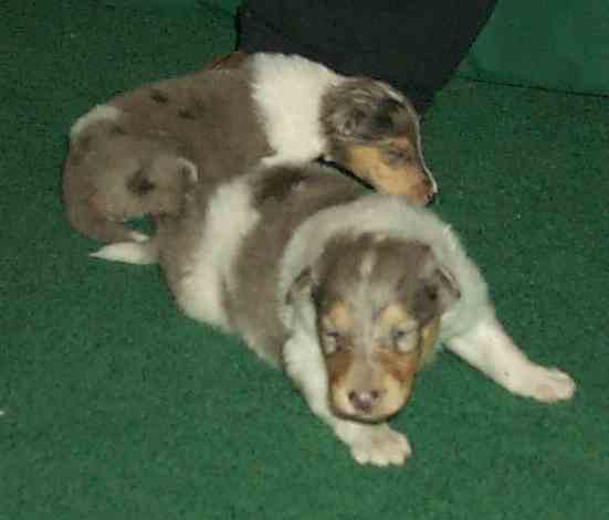 "Stretch" in front, "Stripe" in back (Rough?)