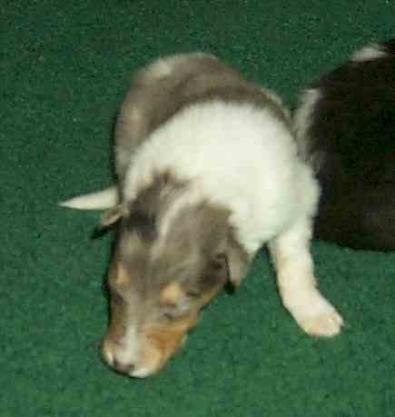 "Stripe" (Rough?) the smallest pup of the litter...