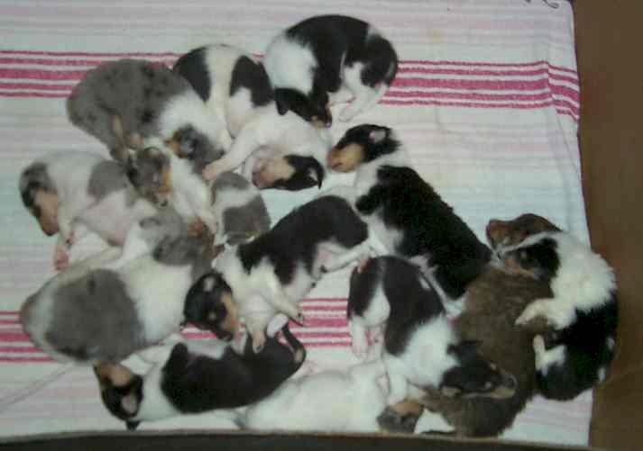 The sable is actually a 4 week old sheltie, the rest are the 3 week old collies!