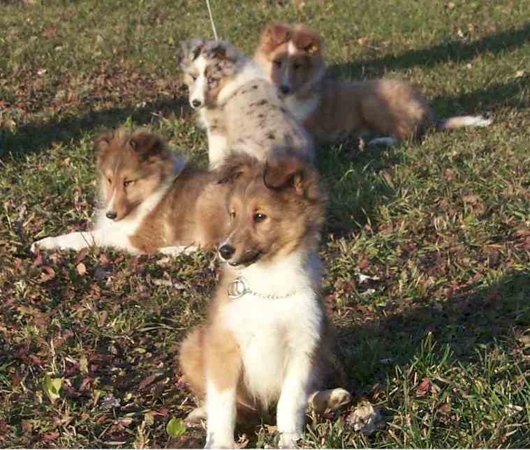 Torch left at 3 months old, the rest are being grown out as show pups.