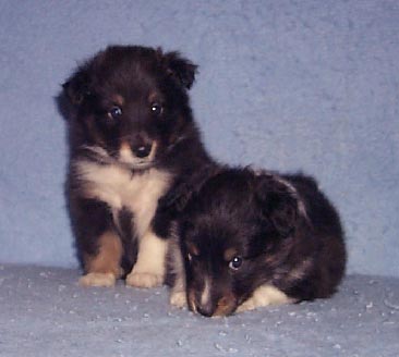 Mitzi & Eva at 4 weeks