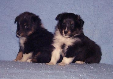 Mitzi & Eva at 4 weeks