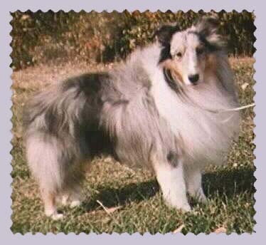 Corki at about 6 years old