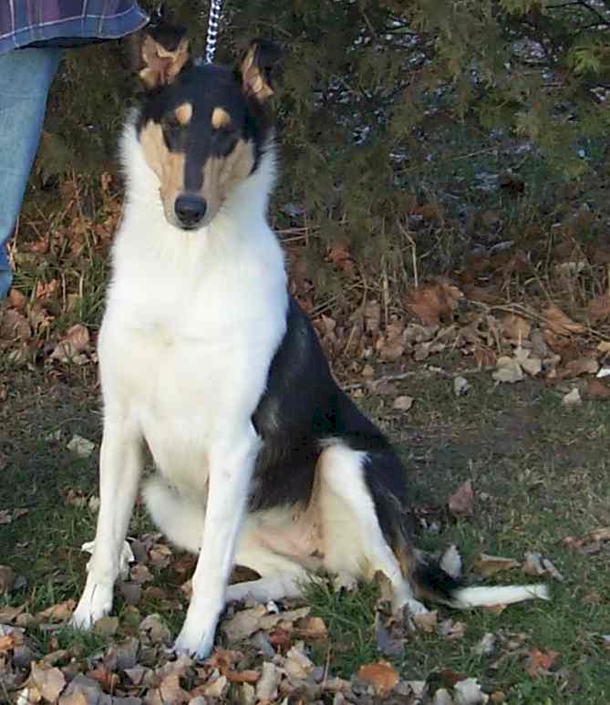 "Spy" White-Factored Tricolor Smooth Collie