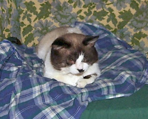 Living in the lap of luxury while recovering from his second eye infection!